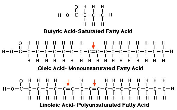 Saturated vs Unsaturated Fats:  What's the Difference?